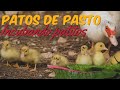 Incubación de Huevos de Pato Mudo - De Huevo a Patito en 35 Días