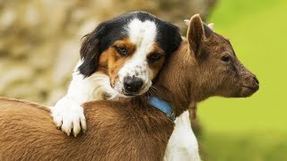 Baby Goat And Dog Friendship