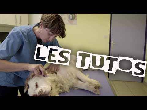 Vídeo: Com Tractar Els Animals Contra Les Puces