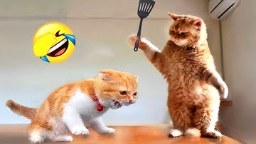 Funny Cats Compilation | Cat Videos of the Year 2025