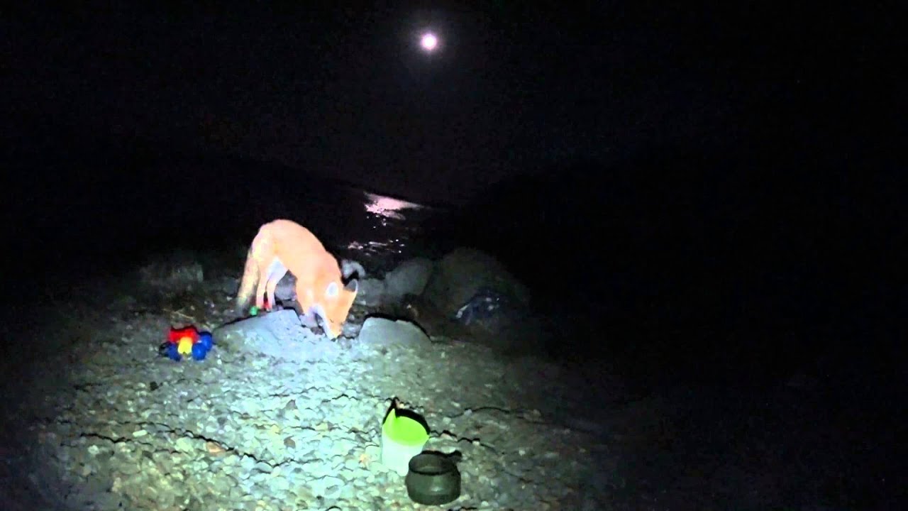 What does the fox say? 