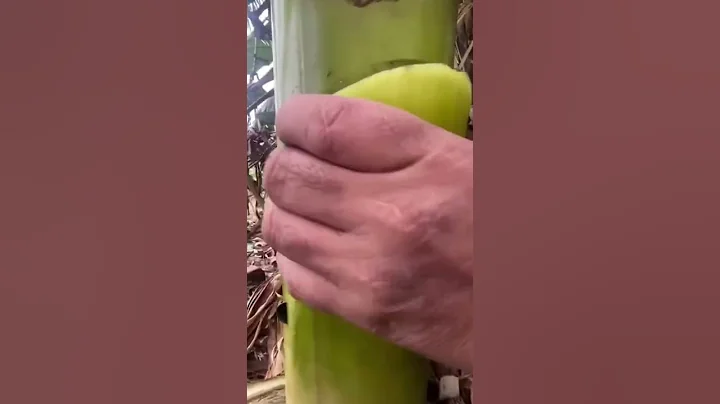 Who said”Money doesn’t grow on trees”⁉️😅