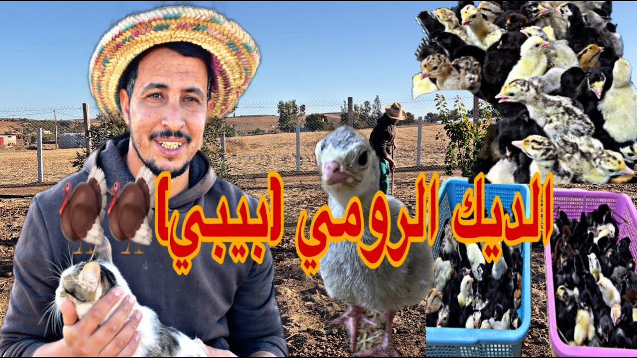 يوم من العمل في المزرعة تفقيس كتاكيت الديك الرومي و الدجاج اجواء رائعة