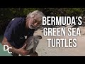 Bermuda&#39;s Green Sea Turtles: A Journey of a Lifetime | Ocean Vet | S1E05 | Documentary Central