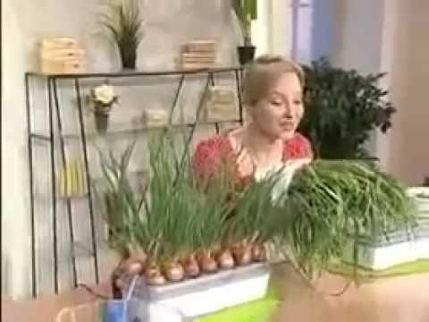 зеленый лук при беременности