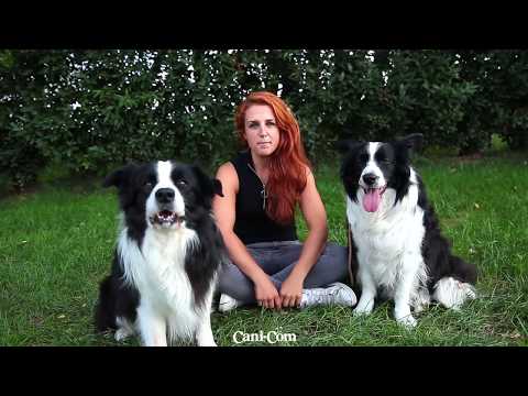 Video: Border Collie: Descrizione E Caratteristiche Della Razza