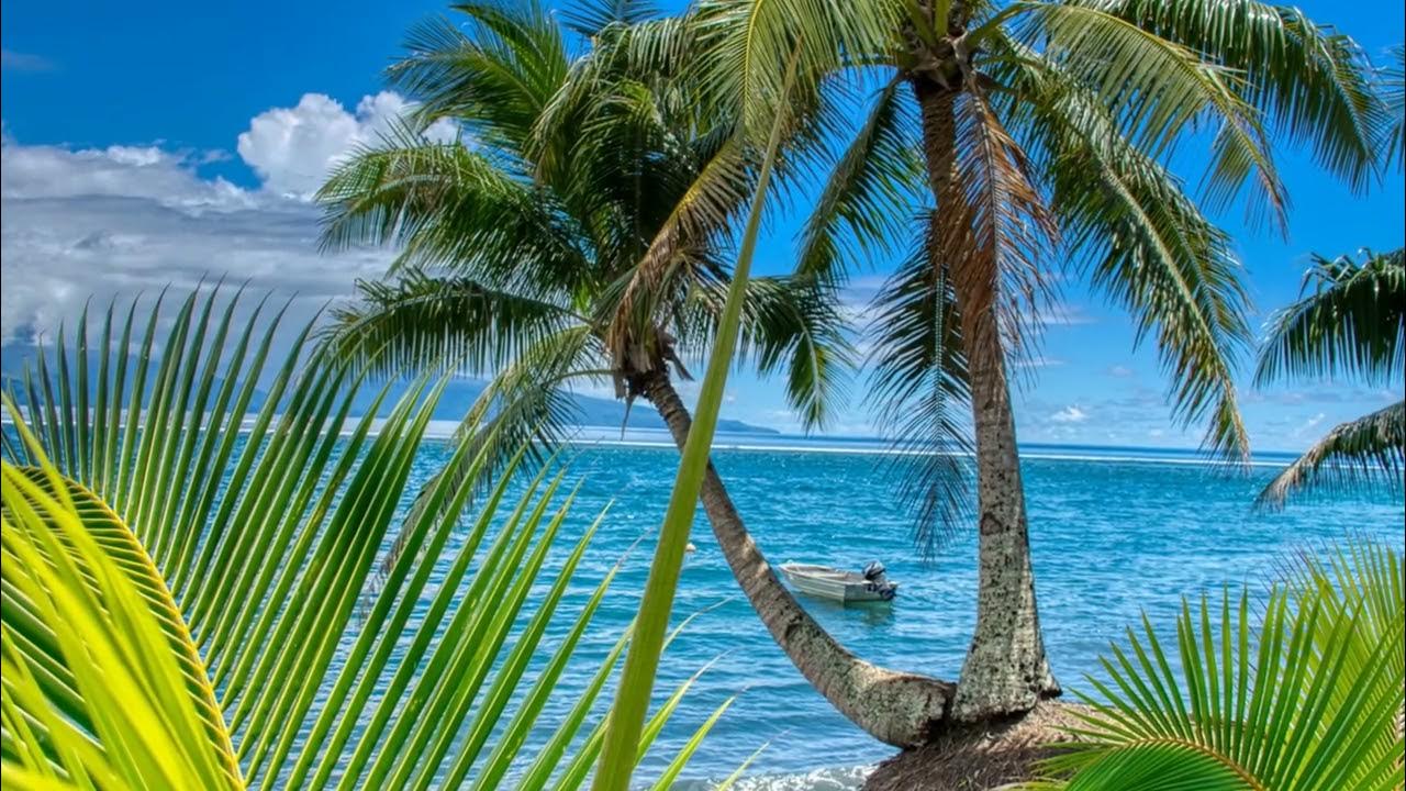 Море пальмы картинки фото