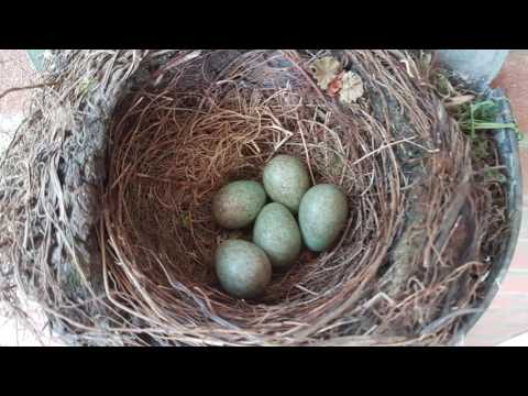 Video: Welke Vogels En Zoogdieren Broeden Alleen In De Winter