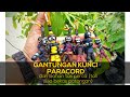 paracord tutorial keychain dools / gantungan kunci boneka paracord