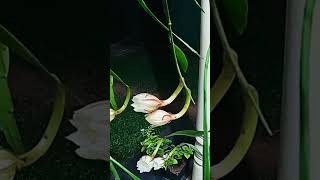 Bloom Where Youre Planted  bangkokkadupul flowers bloom