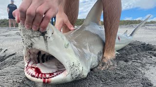 Winter Blacktip Shark Action and Bluefish Catch, Clean, Cook by JK Fishing 116 views 1 year ago 14 minutes, 58 seconds