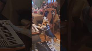 Perro toca el Piano y Canta 🐕 🎹 #morosmylodon #perros #humor #musicos