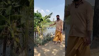 Short 1267 | Country Chicken | Free Range Ducks | Vamshi Krishna Reddy