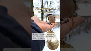 Маленькие птицы с разными характерами Синица, Лазоревка, Поползень 🐦‍⬛ nature birds #birds #nature