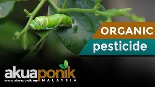 DIY Racun Organik | DIY Organic Pesticide