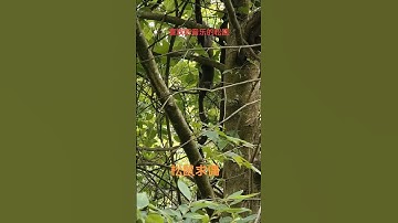 tiếng sóc bông chuẩn không tạp âm