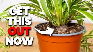 : This Is Killing Your Plant