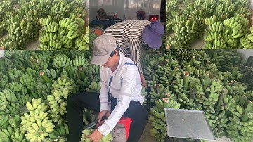 483#CẬP NHẬT GIÁ,CHUỐI XIÊM,CHUỐI SÁP,CHUỐI CAU,CHUỐI GIÀ ,CHỢ ĐẦU MỐI