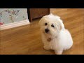 Training a Coton de Tulear Puppy の動画、YouTube動画。