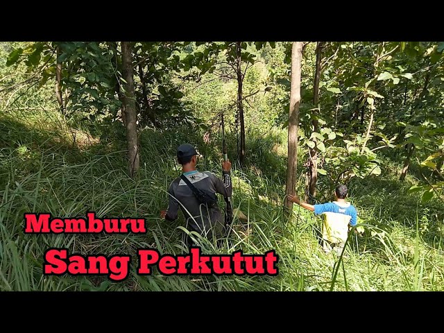 Part 8 | Mikat Perkutut Pakai Pulut | Memburu sang Perkutut class=