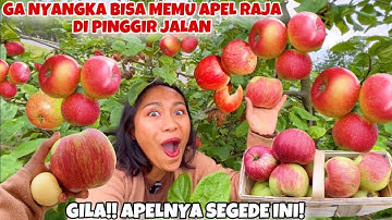 PERTAMA KALI PANEN APEL RAJA DI PINGGIR JALAN