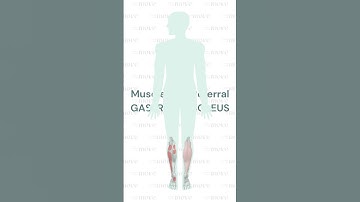 Trigger Point Referral Pattern:  Gastroc & Soleus