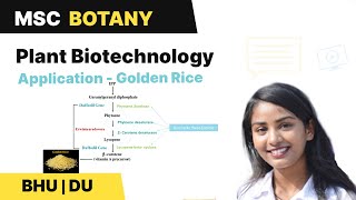 Golden Rice  | Beta Carotene formation  | Plant Biotechnology | BHU | DU MSc Entrance |  In Hindi