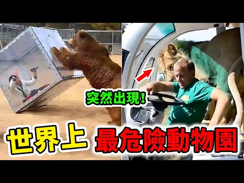 世界上最危險的10個動物園！和獅子真正零距離接觸，一旦進入就別想逃走！| 好奇指南針 #動物園 #刺激 #景點 #遊玩 #top #top10 #世界之最 #四處觀察 #出類拔萃