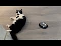 Cat protests empty food bowl