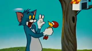 Tom and Jerry best Happy day 😂