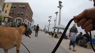 Cash 2.0 Great Dane complete walk from Santa Monica to Venice (part 7 of 10)