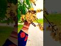 কনকচুড়া😌#flower #viral #trending #shorts #song #viralvideo