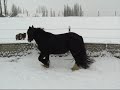 Gypsy Vanner Horse Finnegan in the snow