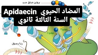 حل تمرين رائع حول المضاد الحيوي  apidaecin