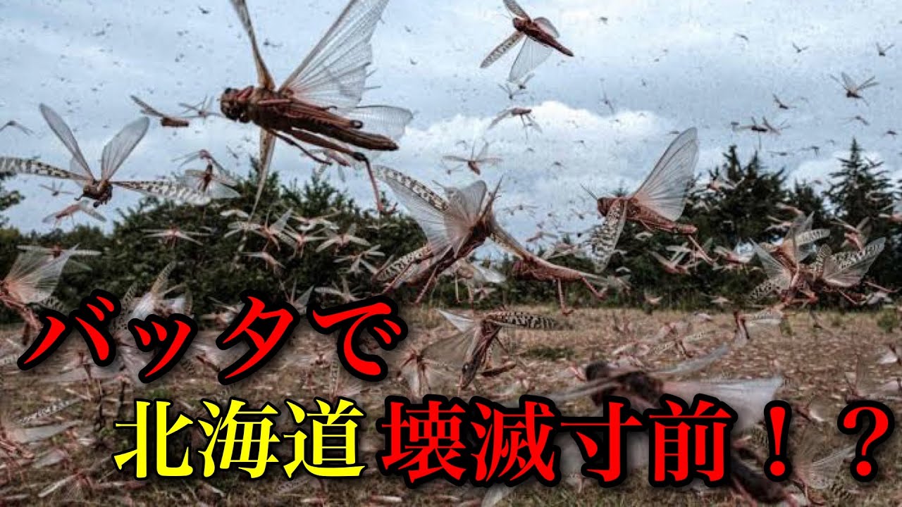 【実話】トノサマバッタで北海道壊滅寸前!?明治時代に起きた蝗害事件とは? - YouTube