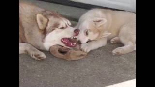 Daddy Siberian Husky Playing With His 10 Week Old Son Outside!