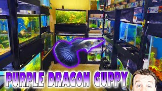 Platinum Dumbo Ear Purple Dragon Guppy - Brand New Strain