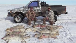 11 COYOTES DOWN! I MESSED WITH THEIR HEADS while hunting in SUB ZERO TEMPERATURES! by OutDoors 406 1,605 views 4 years ago 11 minutes, 14 seconds