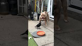 Download Lagu Crow vs Dog: This Peck Took Him by Surprise! 😂🐦🐶#funny #crow #dog #animals MP3 Download Lagu Crow vs Dog: This Peck Took Him by Surprise! 😂🐦🐶#funny #crow #dog #animals MP3