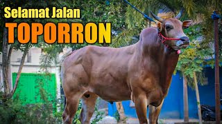 Selamat Jalan Karapan Sapi TOPORRON JETMATIC