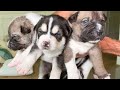 Naming My 3 Surviving Husky Puppies