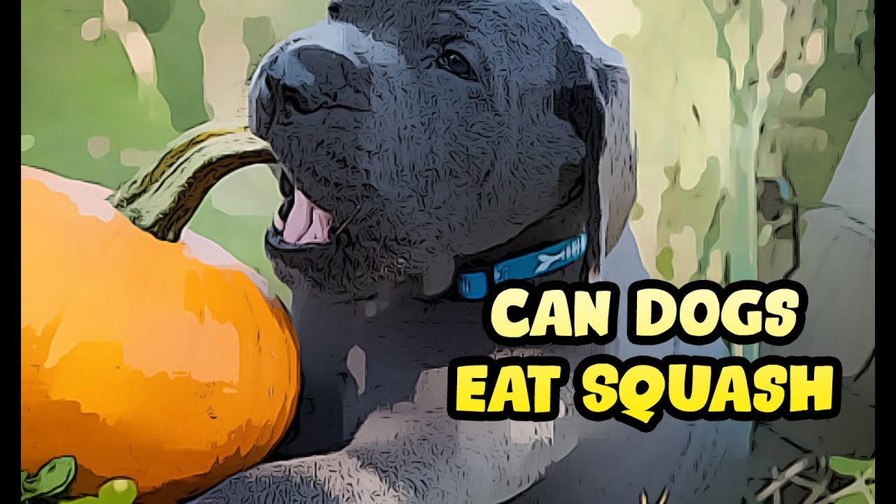 Can Dogs Eat Squash YouTube Can Dogs Eat Squash YouTube