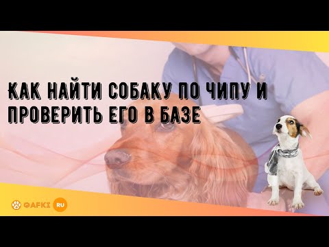 Как найти собаку по чипу и проверить его в базе