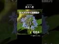 ヤマアジサイ品種紹介その4 40kara's Natural Garden #ガーデニング #ヤマアジサイ #アジサイ