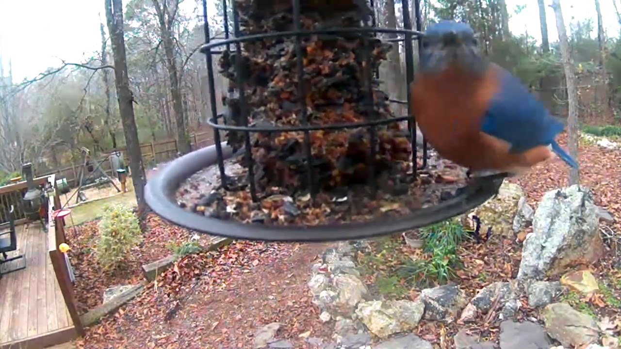 seed-cylinder-birds-youtube