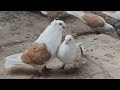 Армянские голуби разных мастей 🐦🇦🇲