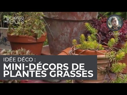 Vidéo: Décorer les fêtes avec des plantes succulentes : utiliser des plantes succulentes pour la décoration hivernale