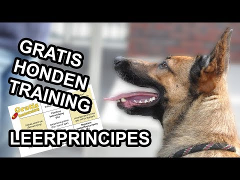 Video: Hoe kunnen we hond veranderen in zijn oefening?