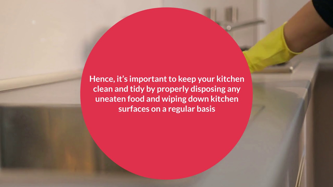 Pest Control Company Columbus OH Bed Bugs Columbus Ohio YouTube