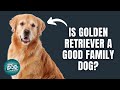 12 Things Only Golden Retriever Dog Owners Understand